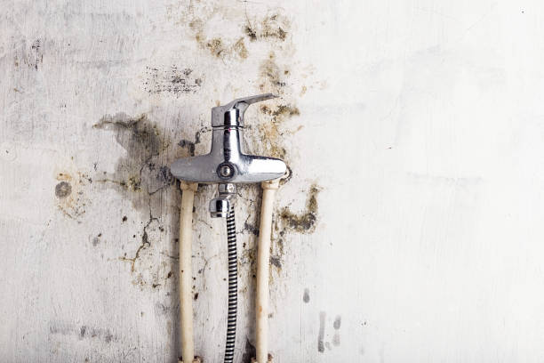 Office Mold Removal Services in Canton, MO