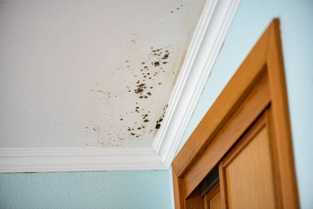 Best Office Mold Removal Services  in Canton, MO