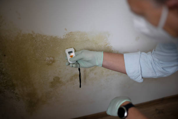 Best Toxic Mold Removal  in Canton, MO
