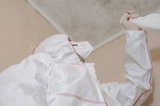 Best Mold Damage Repair  in Canton, MO