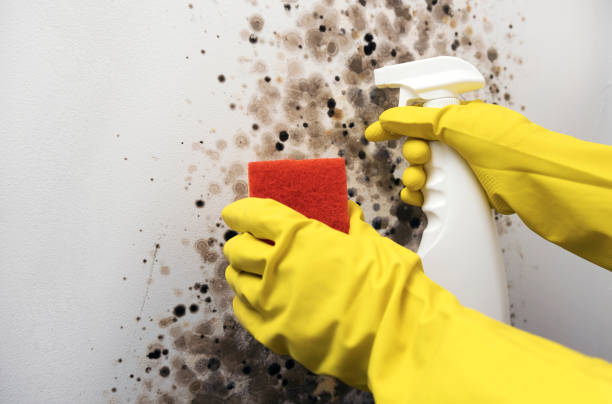 Best Certified Mold Removal  in Canton, MO