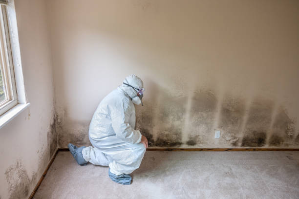 Best Home Mold Removal  in Canton, MO