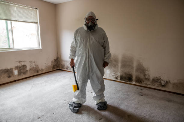 Best Black Mold Removal  in Canton, MO