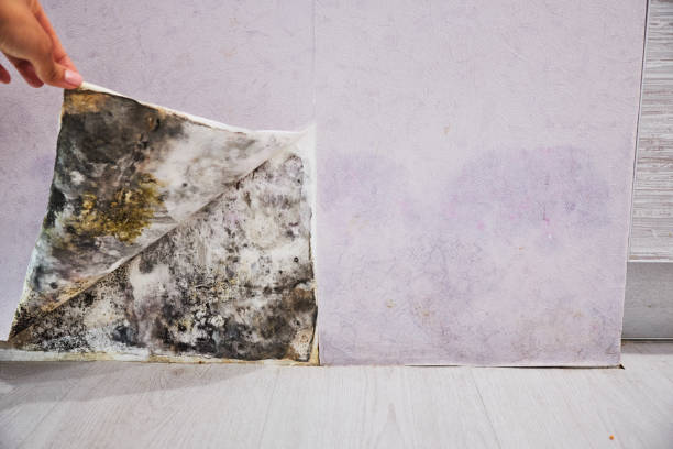 Trusted Canton, MO Mold Removal Experts